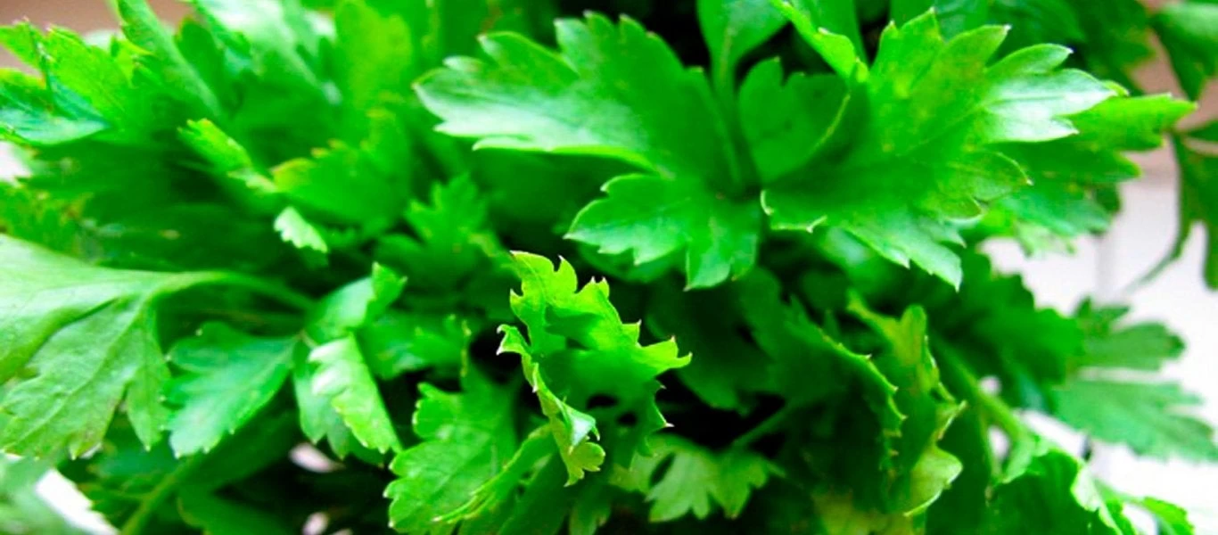 Το ελληνικό βότανο που προλαμβάνει καρκίνο και διαβήτη